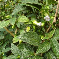 Strobilanthes lupulina Nees